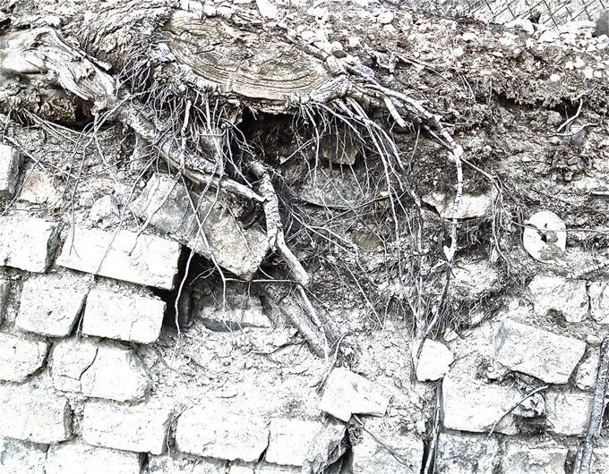 Abstract Roots