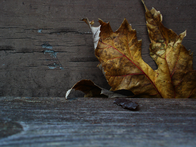 Leaf